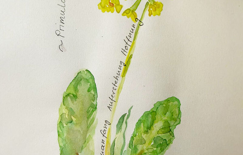 Primula vulgaris