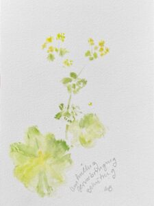 Alchemilla (Frauenmantel)