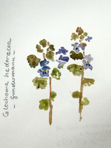 Glechoma hederacea (Gundermann / Gundelrebe)