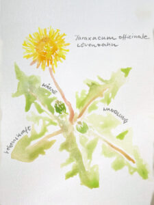 Taraxacum officinale (Gewöhnlicher Löwenzahn