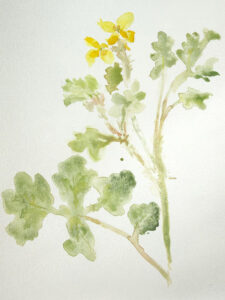 Chelidonium majus (Schöllkraut)