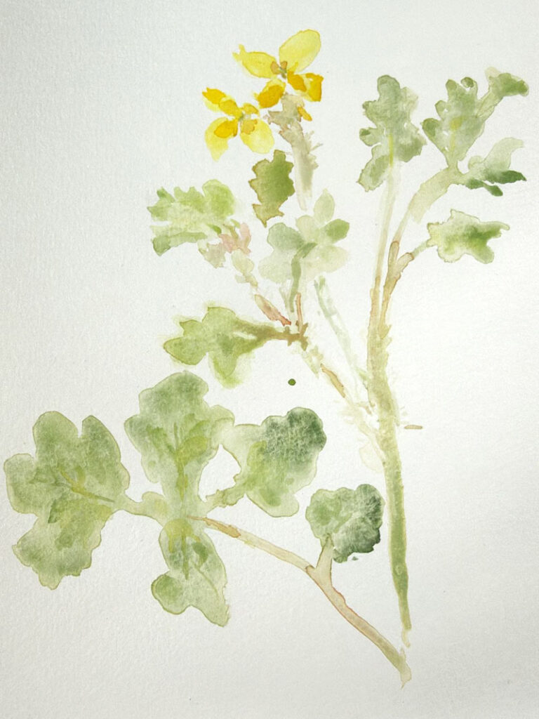 Chelidonium majus (Schöllkraut)