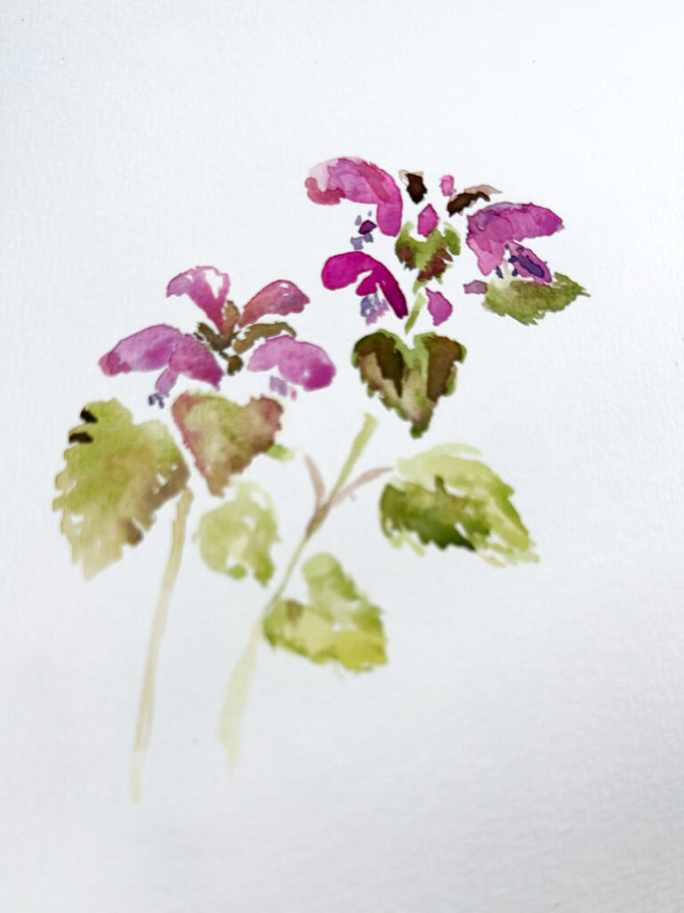 Lamium purpureum (Purpurrote Taubnessel)